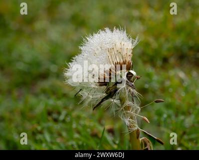 Gewöhnlicher Löwenzahn-Samenkopf mit Samen bedeckt mit Tautropfen. Stockfoto