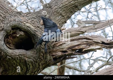 Jackdaw, Corvus monedula, der aus seinem Nest in einer Eiche fliegt Stockfoto