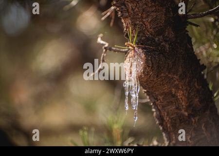 SAP tritt aus einem abgeschnittenen Kiefernzweig aus Stockfoto