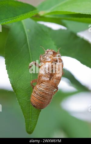 Alles, was bleibt, ist die leere Hülle einer Zikade. Die Schale hängt noch immer prekärisch von einem Blatt. Stockfoto