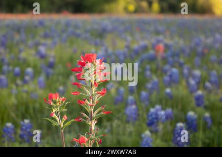 Eine rote indische Pinselblume (Castilleja coccinea) hebt sich zwischen einem weitläufigen Feld von Blauhauben (Lupinus texensis oder Texas Lupine) hervor. Stockfoto