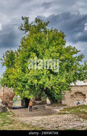 Gemeine Linde, Tilia europaea in Kalemegdan parl, Belgrad, Serbien Stockfoto