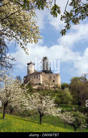 Europa, Schweiz, Baselland, Baselbiet, Birseck, Birsecktal, Arlesheim, Arlesheim BL, Frühling, Frühling, Cherryblossom Stockfoto