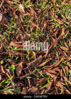 Ein Tier sitzt auf gefallenen Blättern im Gras Stockfoto