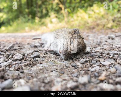 Totes Wühlmäuse (Microtus arvalis) auf der Straße im sonnigen Wald Stockfoto