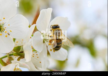 Biene sammelt Pollen von einer Kirschblüte Stockfoto
