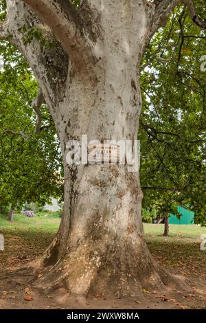 Platanus acerifolia, Hybrid-Platane, Sremski Karlovci, Vojvodina, Serbien Stockfoto