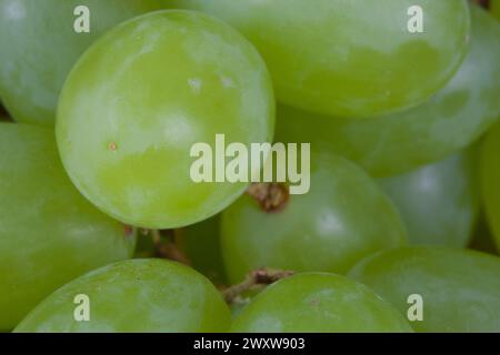 Eine einzelne Traube tanzt im Scheinwerferlicht, während ihre verschwommenen Geschwister im Hintergrund eine geheimnisvolle Kulisse bilden. Stockfoto