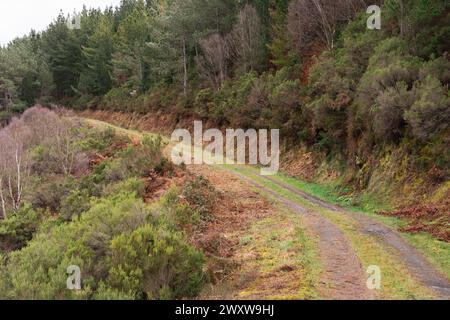 Eine unbefestigte Straße schlängelt sich durch einen Wald mit Bäumen auf beiden Seiten. Die Straße ist mit Sträuchern gesäumt und hat einige gefallene Blätter. Die Szene ist friedlich und Stockfoto