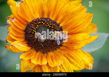 Zwei Honigbienen sitzen auf einer gelben Blume und sammeln Nektar Stockfoto