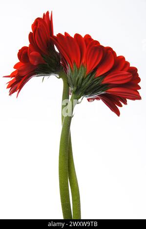 Zwei rote Gerbera-Blüten auf weißem Hintergrund Stockfoto