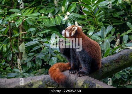 Roter Panda (Ailurus fulgens) in Chester Zoo, Chester, Cheshire, England, Großbritannien Stockfoto