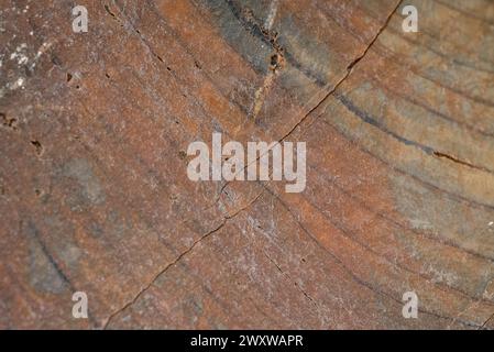 Eine Großaufnahme eines Stückes fossiles Holz. Stockfoto