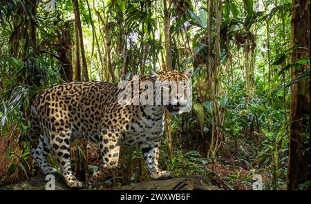 Nahaufnahme eines Jaguar (Panthera onca), männlicher Erwachsener. Lebt in Mexiko, Zentralamerika, der nördlichen Hälfte Südamerikas, Brasilien. Stockfoto