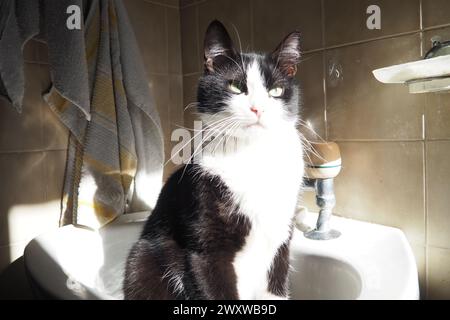 Eine schwarz-weiße Katze sitzt im Waschbecken. Die Katze wärmt sich und sonnt sich in der Sonne. Das Lieblingshotel des Haustiers. Tierpflege. Der vierbeinige Freund des Mannes. Stockfoto