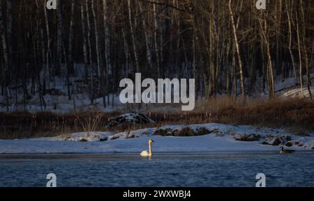 Trompeterschwan an einem Märzabend im Norden von Wisconsin. Stockfoto