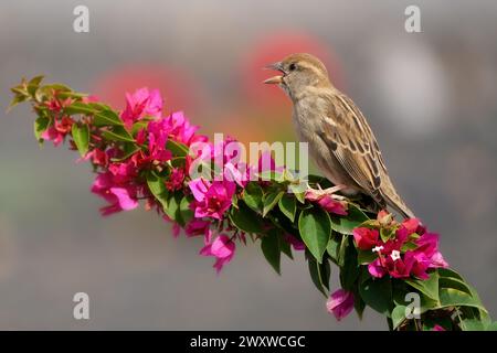 Spanischer Spatzen (Passer hispaniolensis), weiblich mit offenem Schnabel auf einer roten Bougainvillea Stockfoto