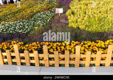 Yanbu, Region Madinah, Saudi-Arabien. 23. März 2019 - Blumenfest - jährliche Veranstaltung der Königlichen Kommission Stockfoto