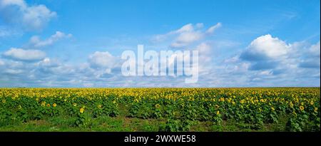 Großes Feld von gelben Sonnenblumen vor dem Hintergrund von Wolken und blauem Himmel Stockfoto