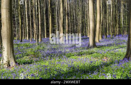 Bluebell Forest in Belgien. Hallerbos Landschaft mit wunderschönen blauen Blumen. Stockfoto