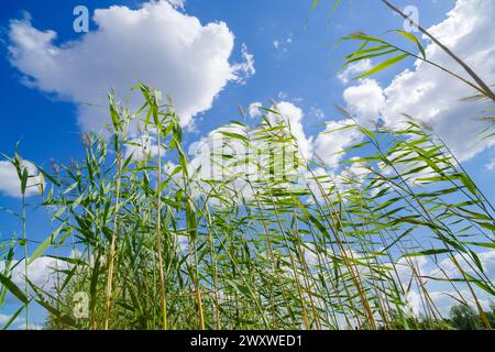 Niedriger Blickwinkel auf das im Wind winkende Schilf Stockfoto