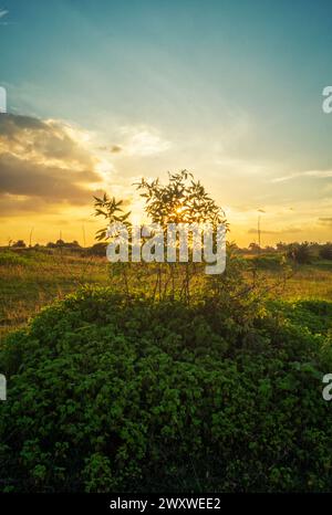 Ein atemberaubendes Foto bei Sonnenuntergang, das in goldenen Stunden getaucht ist, fängt die ruhige Schönheit der Natur ein und verzaubert mit seinem ätherischen Glanz und seiner ruhigen Atmosphäre. Stockfoto