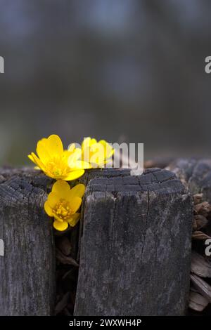 Gelbe Blüten in der rauen Textur verwitterter Holzstumpf. Konzepte: Resilienz der Natur, Umweltkampagnen, Leben und Verfall, Frühlingserneuerung Stockfoto