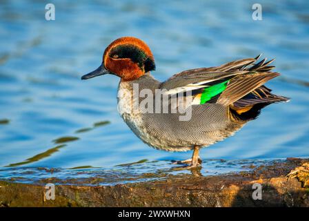 Teal (Anas crecca), Teal oder Teal-Teal Stockfoto