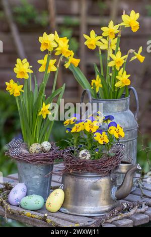 Frühlingsgartenanordnung mit Bratschenblüte in Vintage-Teekanne und Narzissenblüten in Zinktöpfen Stockfoto