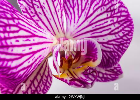 Nahaufnahme der magentafarbenen und weißen Orchidee oder orchisblume. Blumen aus der lateinischen Familie Orchidaceae. Makrofoto. Stockfoto