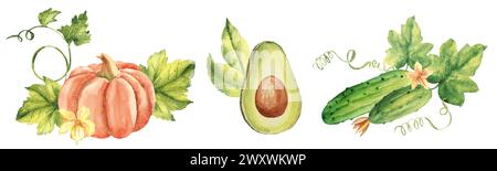 Set mit Gemüsezusammensetzungen. Kürbis, Avocado und Gurke. Aquarell handgezeichnete Illustration im Vintage-Stil isoliert auf weißem Hintergrund. Stockfoto