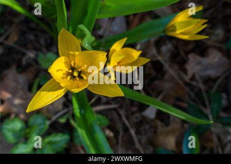 Wilde Tulpe, Tulipa sylvestris, blüht am 29. März 2024 in Pruhonice, Tschechien. (CTK Foto/Libor Sojka) Stockfoto