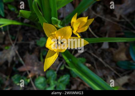 Wilde Tulpe, Tulipa sylvestris, blüht am 29. März 2024 in Pruhonice, Tschechien. (CTK Foto/Libor Sojka) Stockfoto