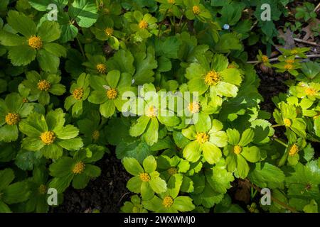 Hacquetia epipactis blühte am 29. März 2024 in Pruhonice, Tschechien. (CTK Foto/Libor Sojka) Stockfoto