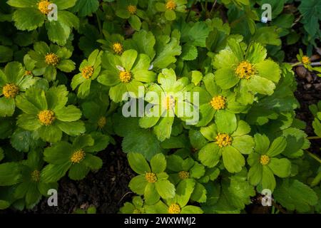 Hacquetia epipactis blühte am 29. März 2024 in Pruhonice, Tschechien. (CTK Foto/Libor Sojka) Stockfoto