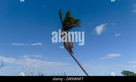 Telchac, Yucatan, USA. Januar 2024. Das karibische Paradies entfaltet sich: Türkisfarbenes Wasser, azurblauer Himmel und wogende Palmen schaffen eine atemberaubende Küstenlandschaft entlang des unberührten Strandes. (Credit Image: © Walter G Arce SR Grindstone Medi/ASP) NUR REDAKTIONELLE VERWENDUNG! Nicht für kommerzielle ZWECKE! Stockfoto