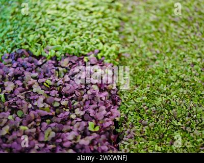 Verschiedene Arten von Microgreens, Nahansicht von oben. Bio veganer gesunder Lebensstil Bio Banner. Grüne natürliche Hintergrundstruktur. Vitamine Aminosäuren Benef Stockfoto