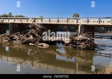 Nahaufnahme großer Baumstümpfe, die nach einer Überschwemmung im Fluss Vaal in Südafrika an einer niedrig liegenden Betonbrücke feststeckten Stockfoto