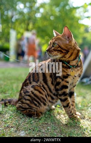 Junge reinrassige Bengalkatze. Eine Hauskatze auf einem Spaziergang. Stockfoto