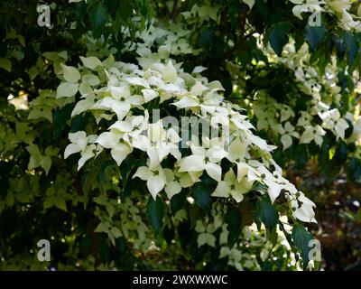 Cremeweiße Blütenblätter des Gartenstrauchs cornus kousa greensleeves. Stockfoto