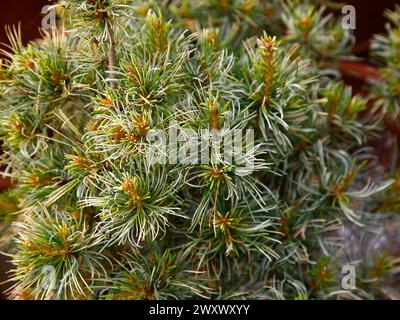 Nahaufnahme der cremegrünen Nadeln des Zwerggartenkonifers pinus parviflora tanima no yuki. Stockfoto