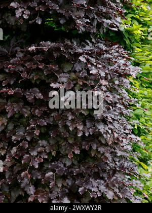 Nahaufnahme der dunkelroten violetten Blätter der Gartenhecke Fagus sylvatica purpurea. Stockfoto