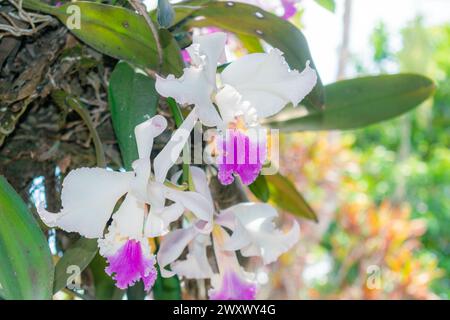 Nahaufnahme von ORCHIDEEN (Cattleya labiata), die in einem natürlichen Garten angebaut werden Stockfoto