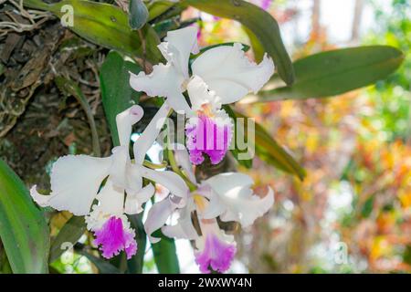 Nahaufnahme von ORCHIDEEN (Cattleya labiata), die in einem natürlichen Garten angebaut werden Stockfoto