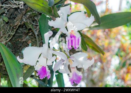 Nahaufnahme von ORCHIDEEN (Cattleya labiata), die in einem natürlichen Garten angebaut werden Stockfoto