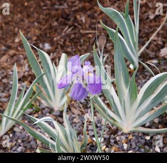 Nahaufnahme der hellblauen Blüten und des weiß-grünen bunten Laubs der Gartenpflanze Iris pallida argentea variegata. Stockfoto