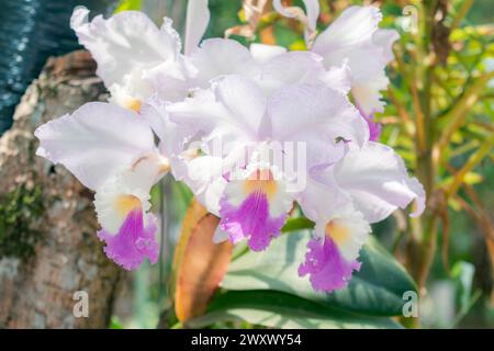 Nahaufnahme von ORCHIDEEN (Cattleya labiata), die in einem natürlichen Garten angebaut werden Stockfoto