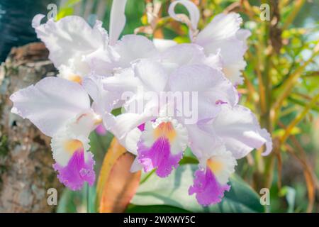 Nahaufnahme von ORCHIDEEN (Cattleya labiata), die in einem natürlichen Garten angebaut werden Stockfoto