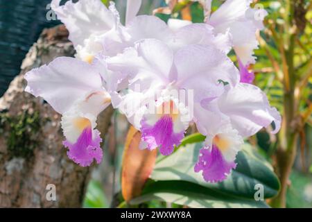 Nahaufnahme von ORCHIDEEN (Cattleya labiata), die in einem natürlichen Garten angebaut werden Stockfoto