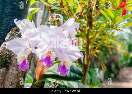 Nahaufnahme von ORCHIDEEN (Cattleya labiata), die in einem natürlichen Garten angebaut werden Stockfoto